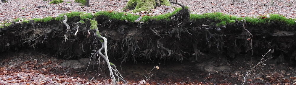 Umgefallener Baum gibt Einblick in die Unterwelt