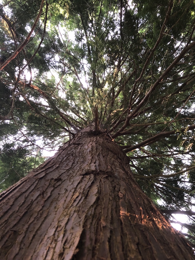 Magische Bäume ragen in den Himmel