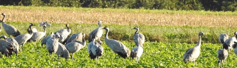 Kraniche auf der Wiese