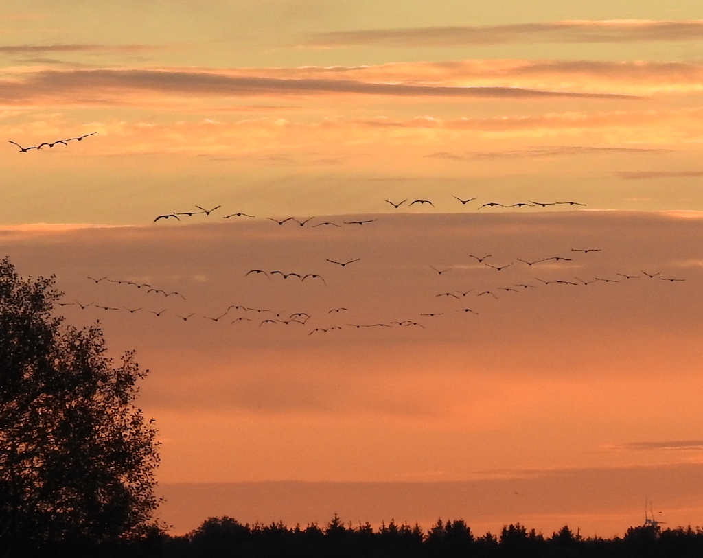 Kranichschwarm fliegt in die untergehende Sonne
