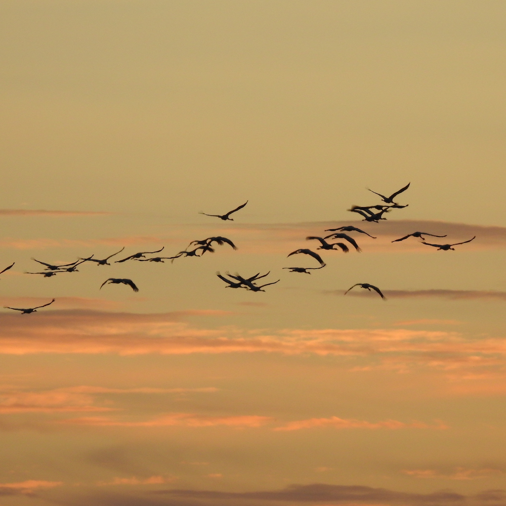 Kranichbeobachtung: Kraniche fliegen am Abendhimmel in den Sonnenuntergang
