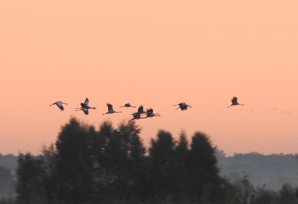 Fliegende Kraniche am Morgenhimmel