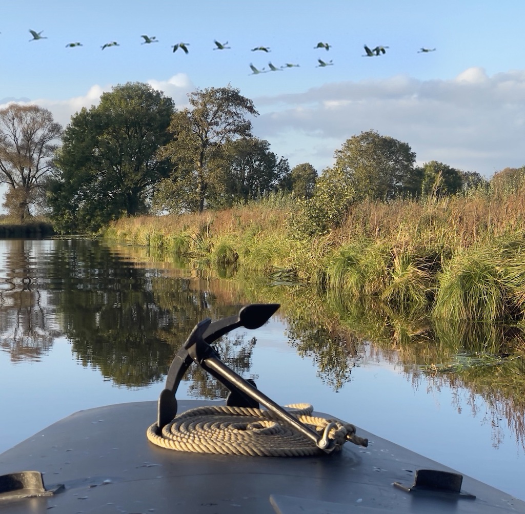 Kraniche fliegen über das Wasser