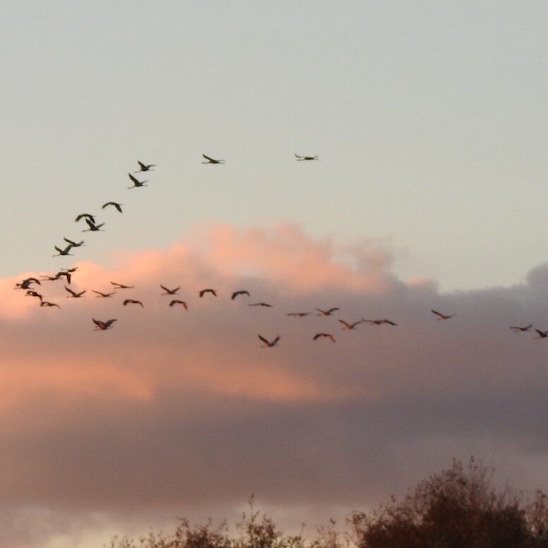 Kranichformation am Abendhimmel
