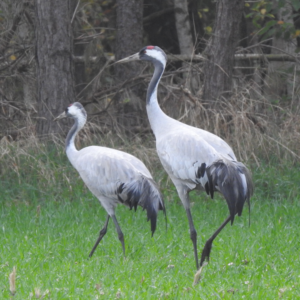 Kranichbeobatung im Teufelsmoor: Ein Kranichpaar auf Wiese