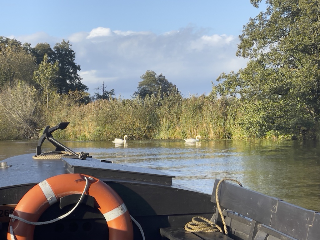 Torfkahnfahrt auf der Hamme wo zwei weiße Schwäne schwimmen