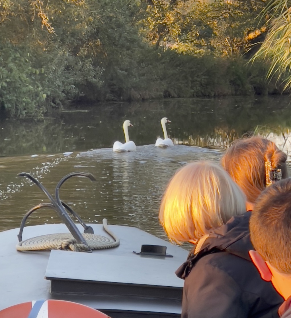 Naturerlebnis vom Torfkahn: Schwäne schwimmen auf der Hamme