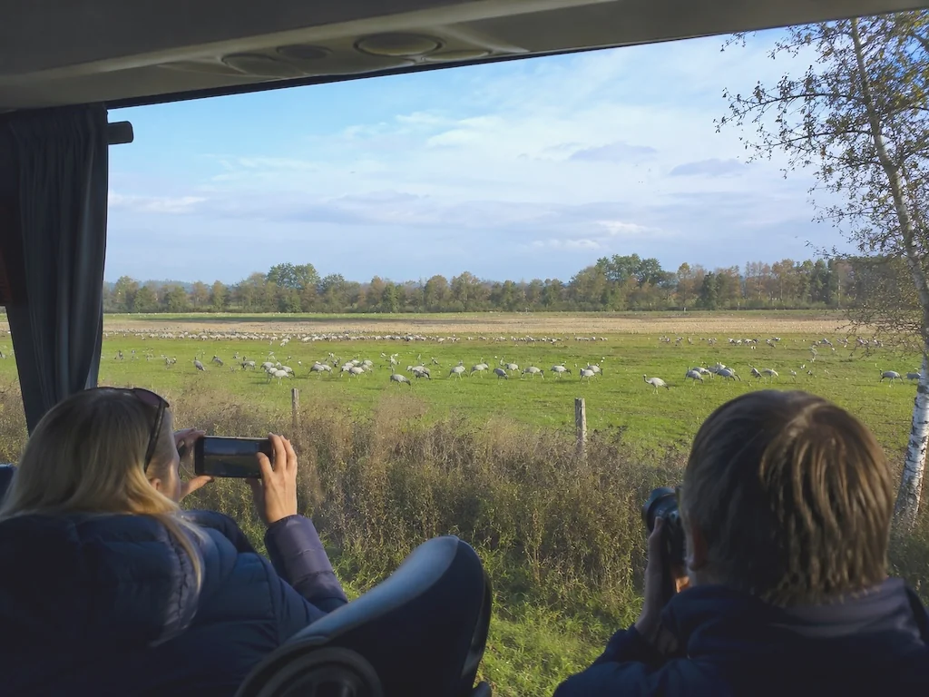 Menschen sehen aus einem Reisebusfenster auf eine Wiese voller Kraniche