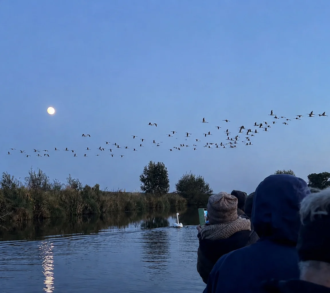 Kranichbeobachtung vom Torfkahn bei Vollmond