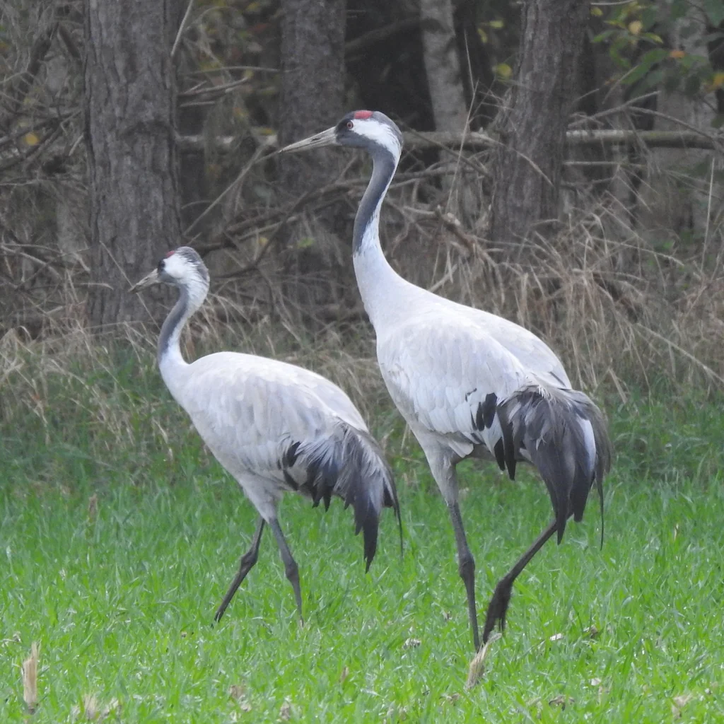 Kranichpaar auf einer Wiese