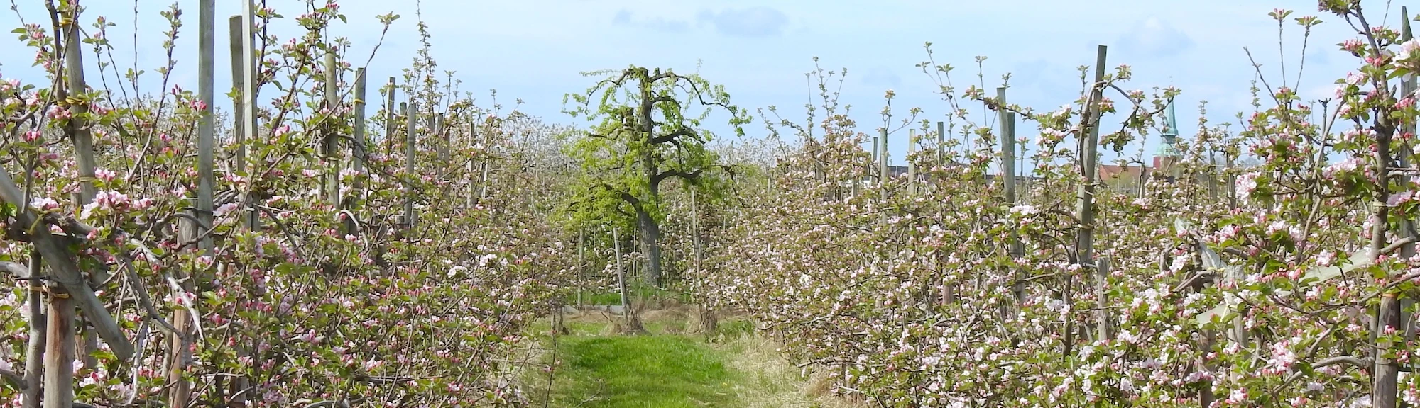 Blühende Obstbäume auf einer Obstplantage im Alten Land
