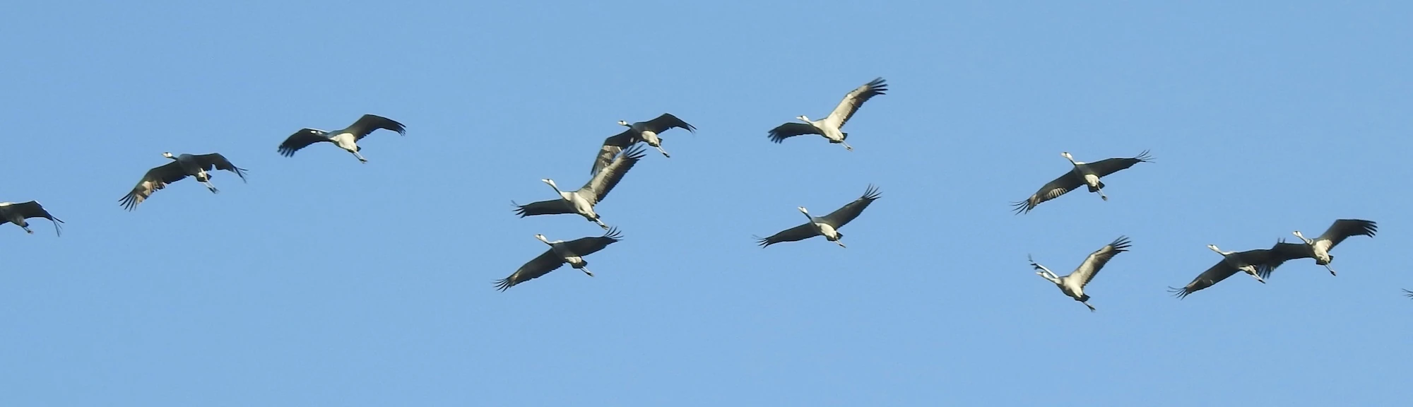 Ein Kranichtrupp fliegt am blauen Himmel
