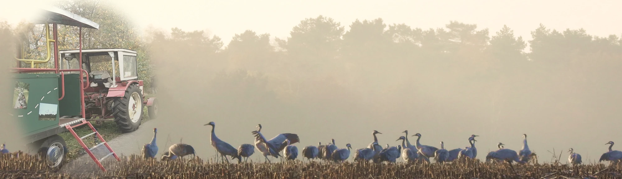 Kollage von Kranichen am Morgenhimmel mit dem Planwagen Kranich-Kieker